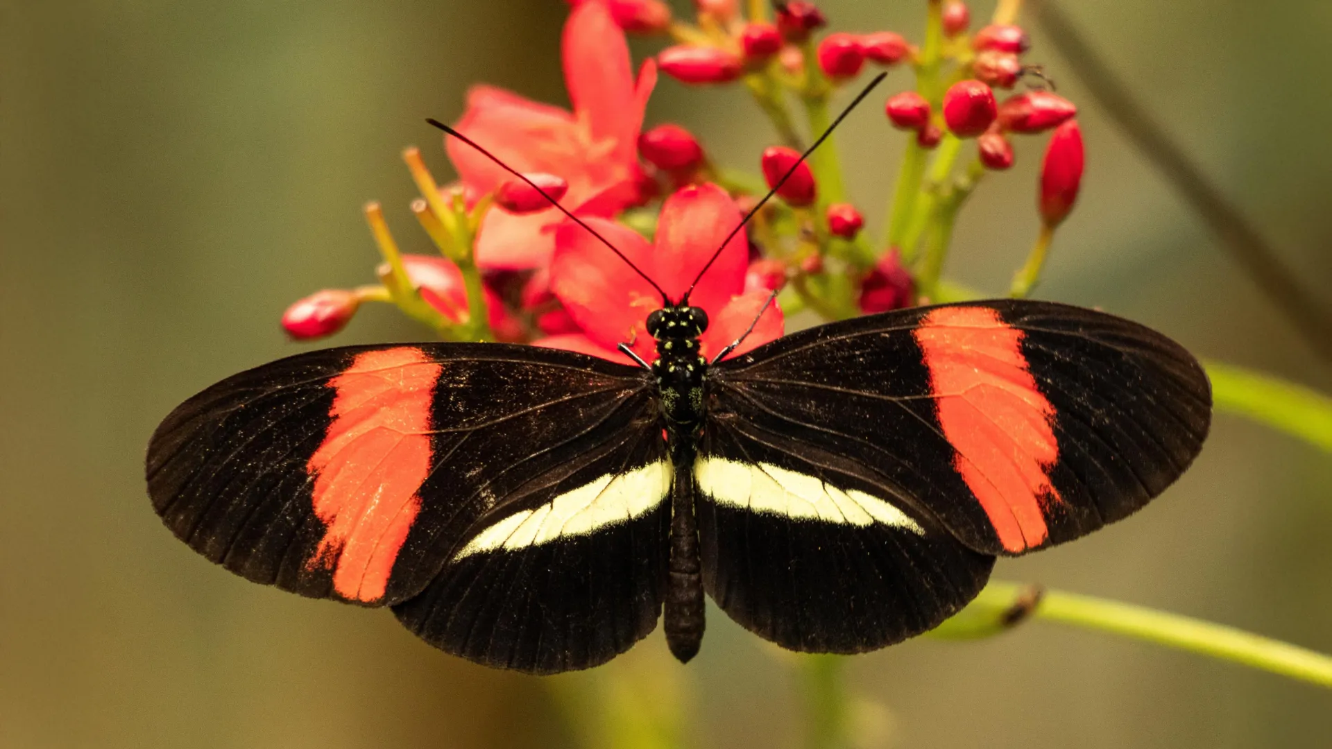 Nature's Anti-Aging Butterfly
