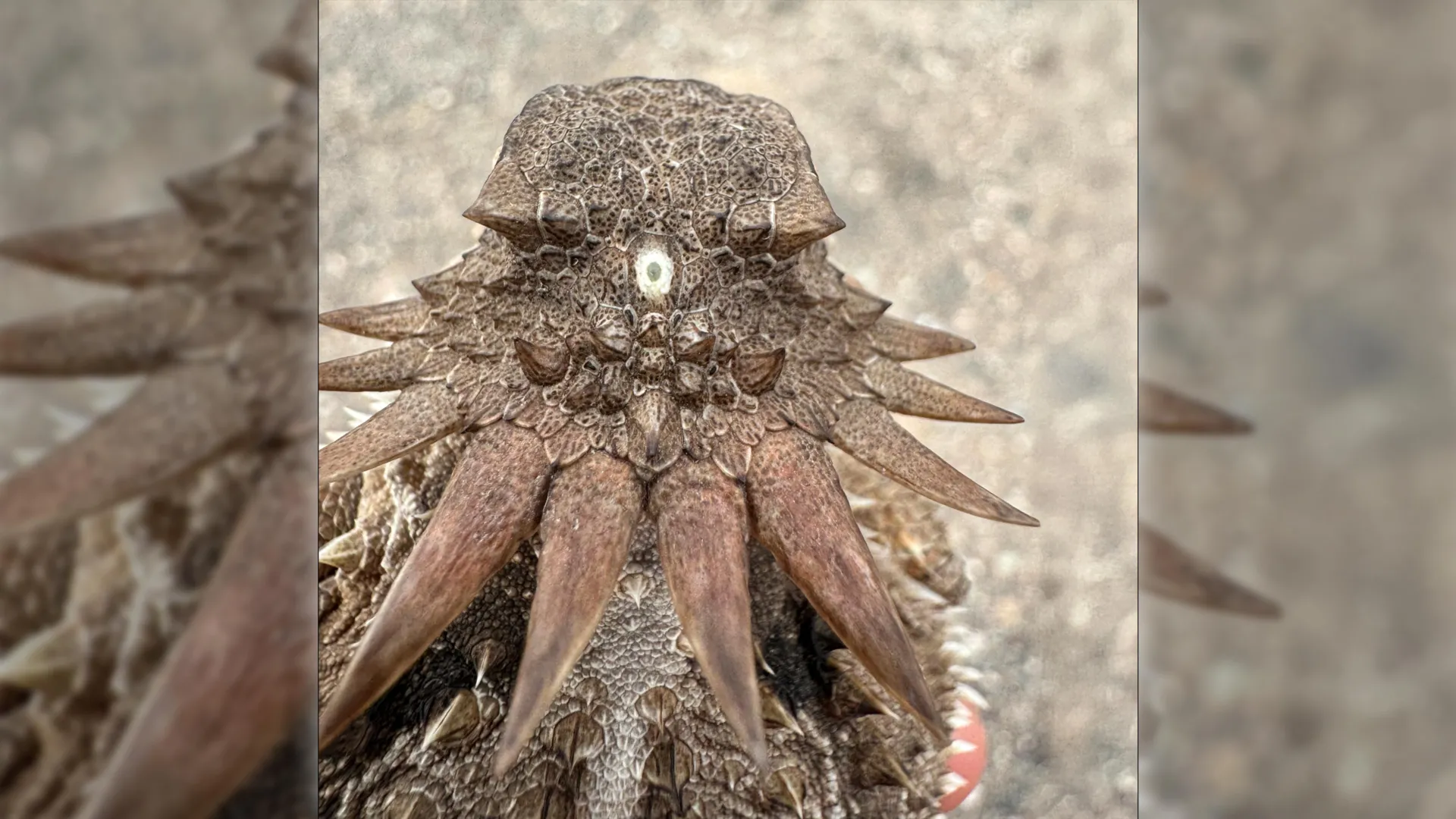 A Bizarre Cyclops May Explain Your Eyes