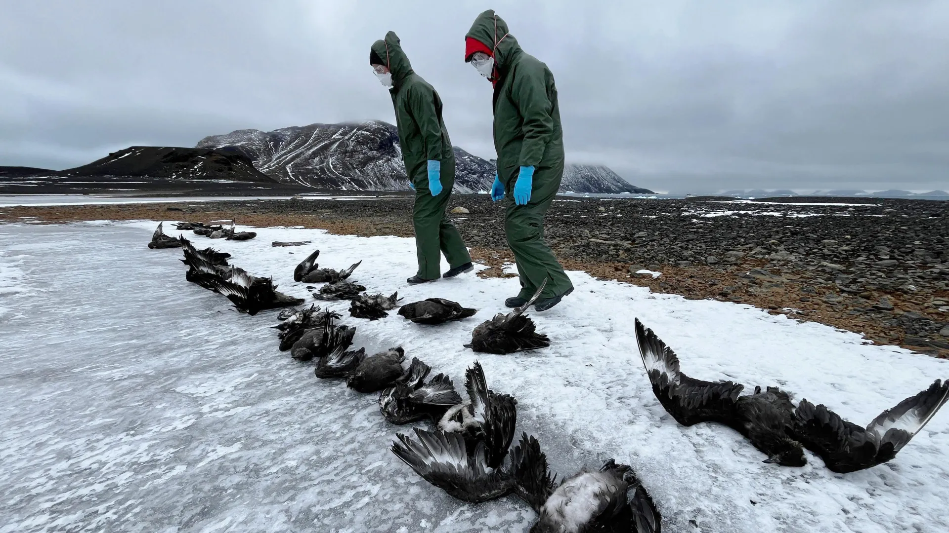 Antarctica Faces H5N1 Bird Flu Outbreak