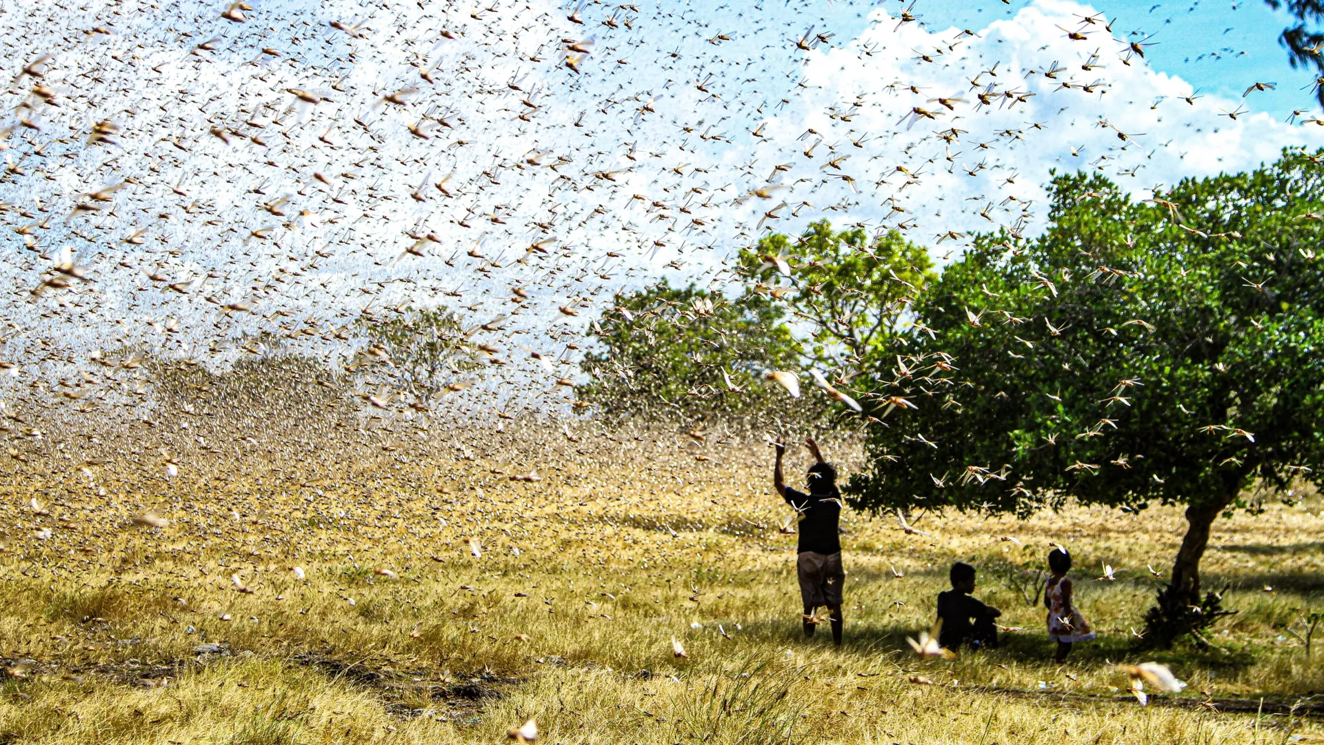 This Small Soil Upgrade Cut Locust Damage