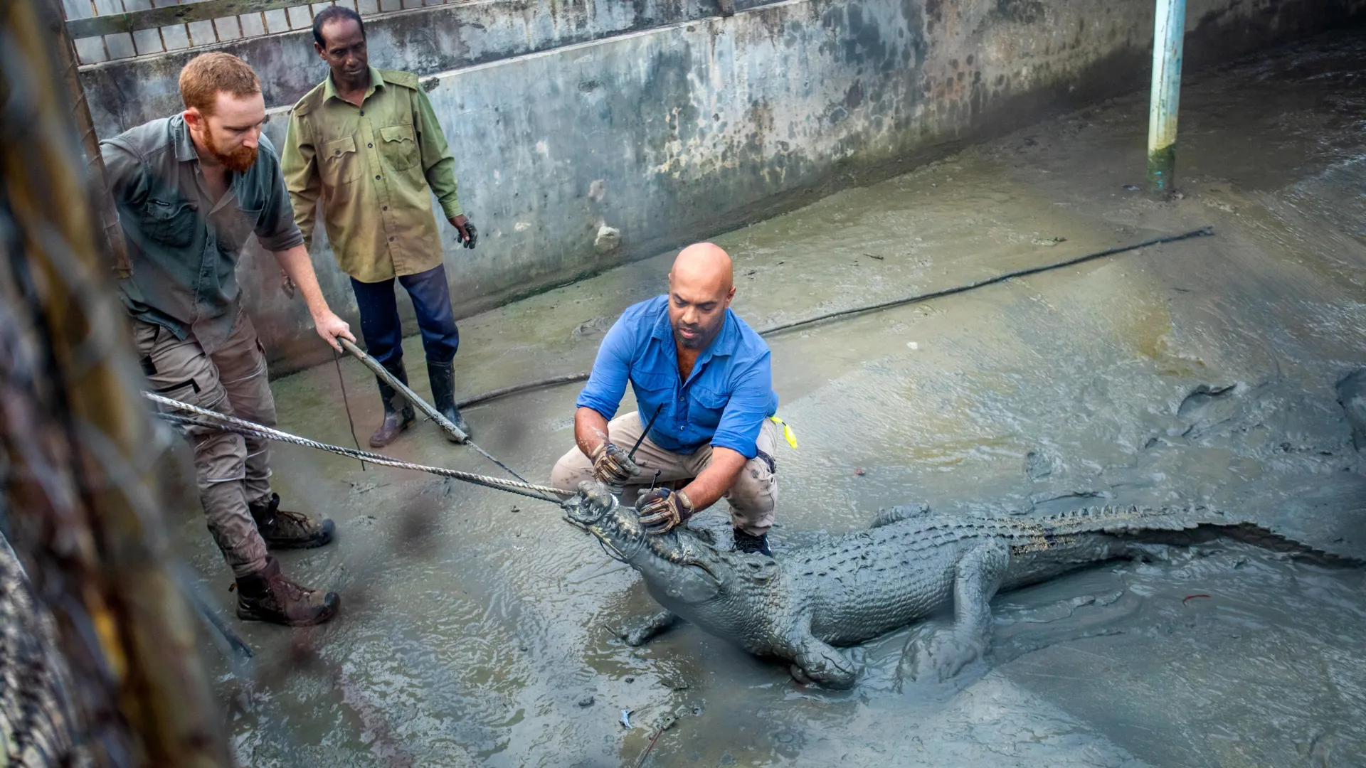 Captive-Raised Crocodiles Adapt to the Wild