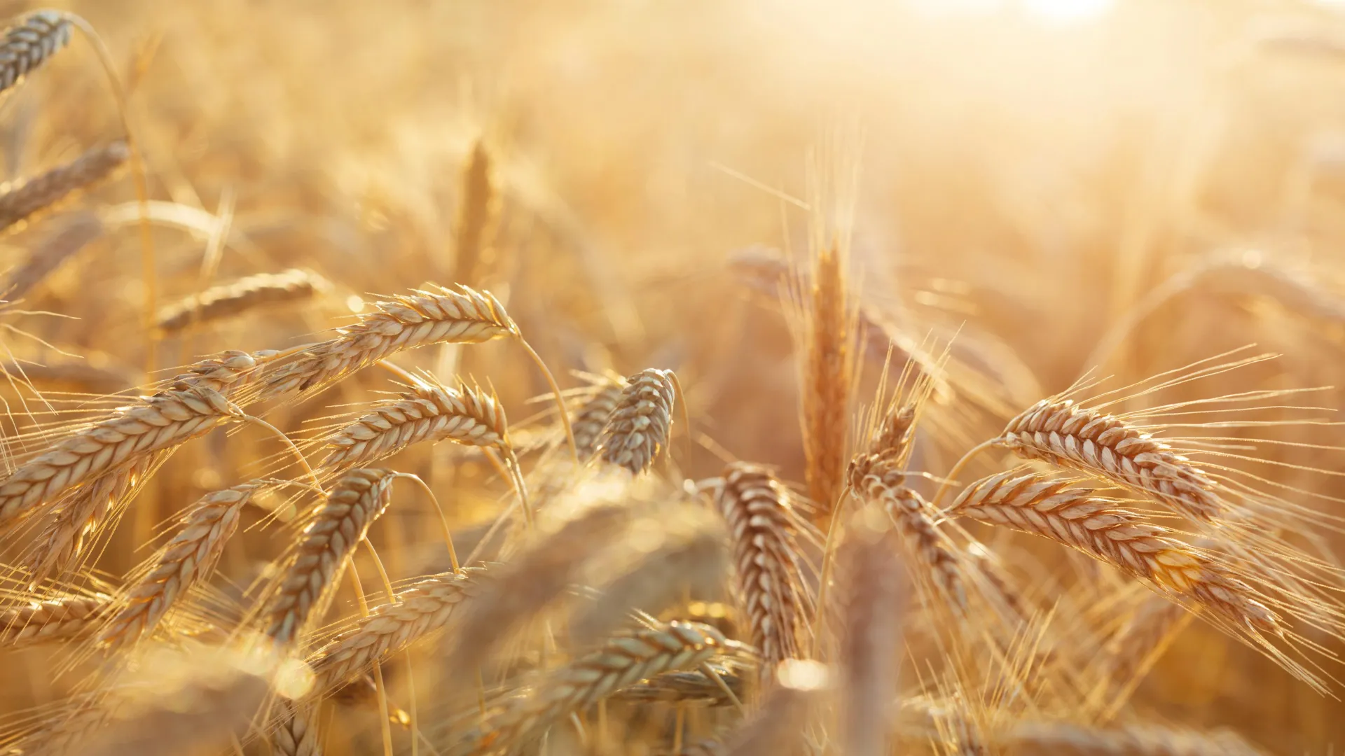 Rye Pollen Cancer Mystery Solved