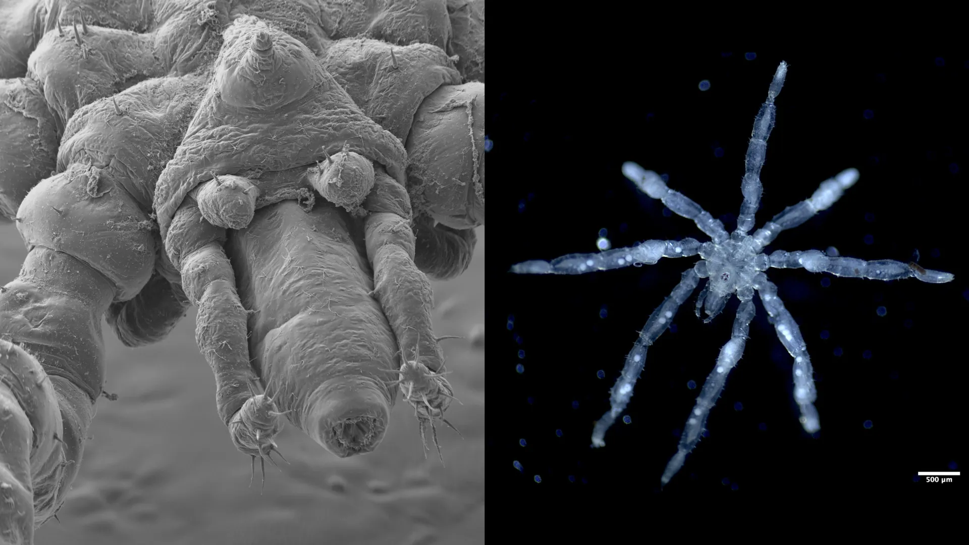 Two Bizarre New Sea Spiders Discovered