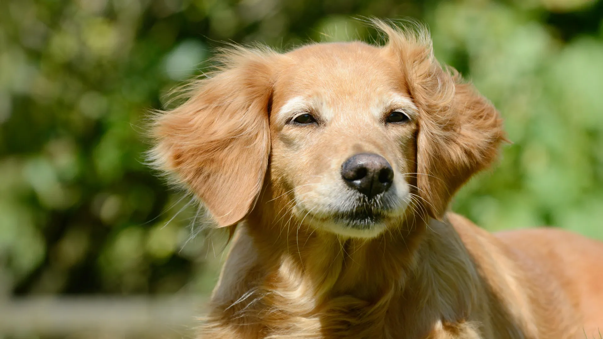Dogs May Hold Clues to Human Longevity