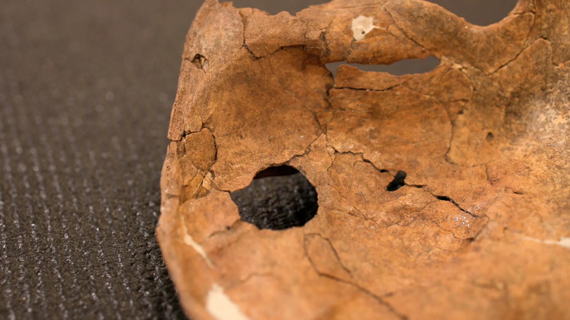 Neanderthal Bones Reveal a Deadly Secret