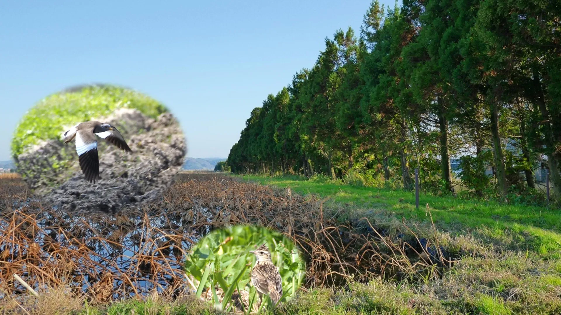 More Trees Can Mean Fewer Birds