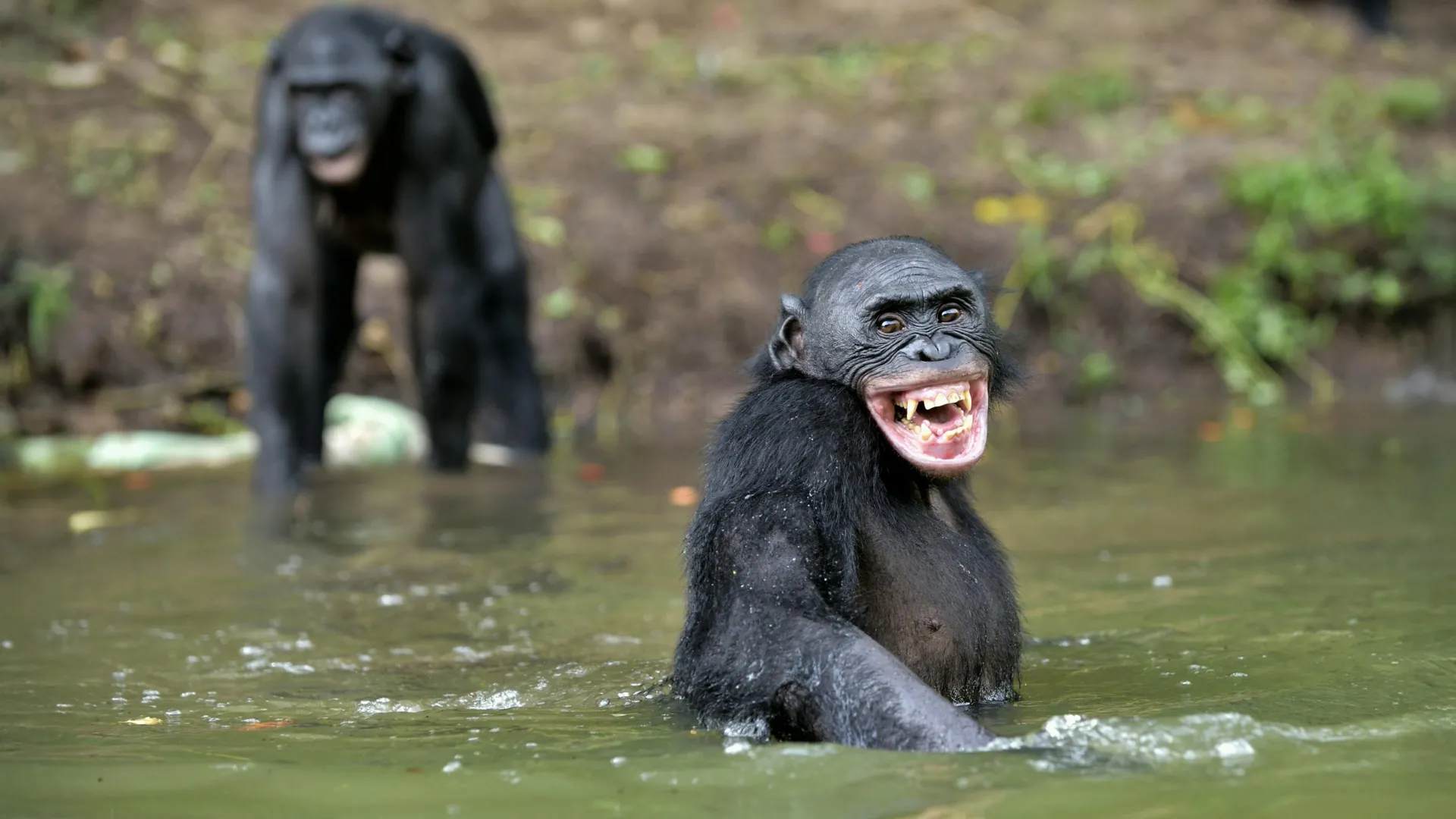 Why Humans Still Laugh Like Great Apes