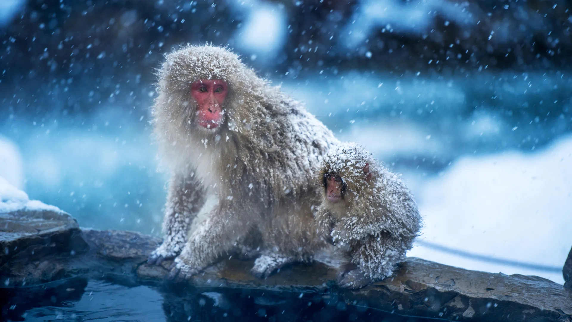 The Cold Origins of Primates