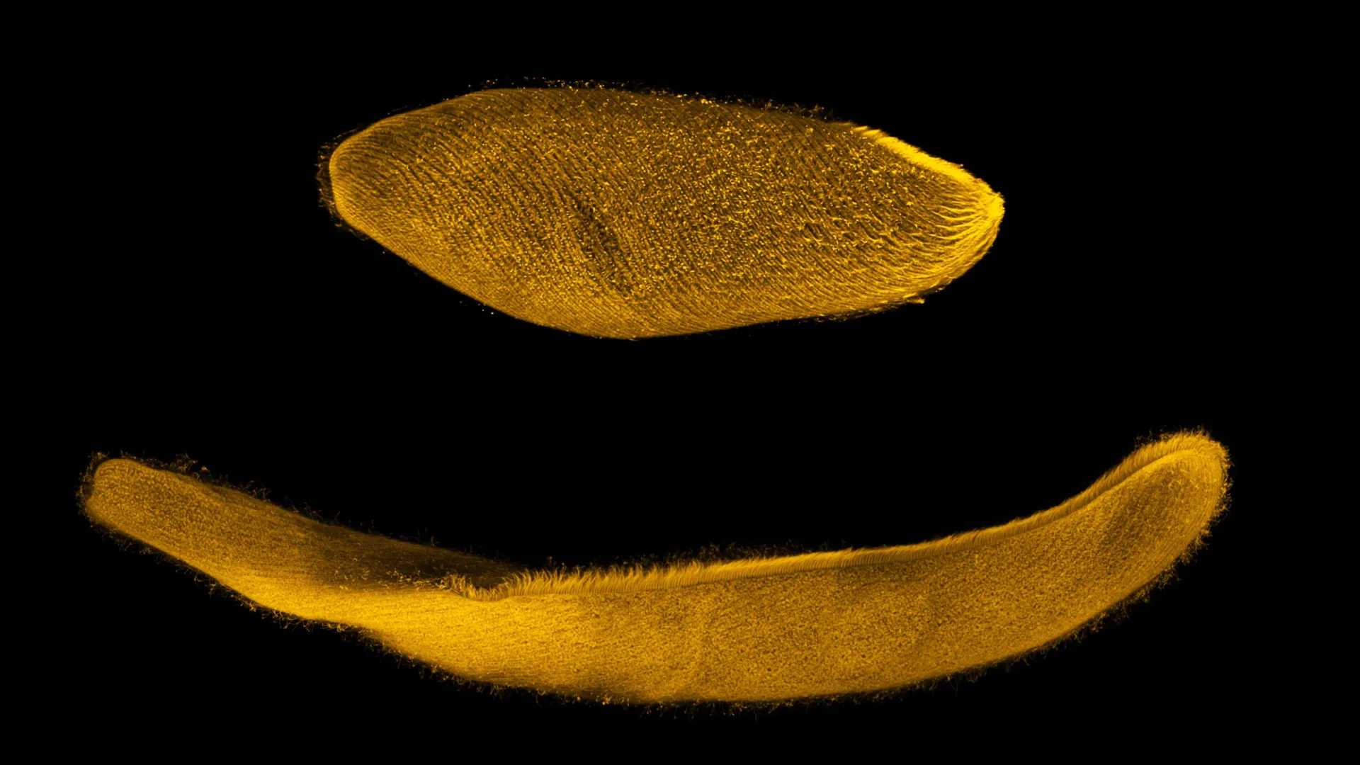 This Tiny Cell Contracts in Milliseconds