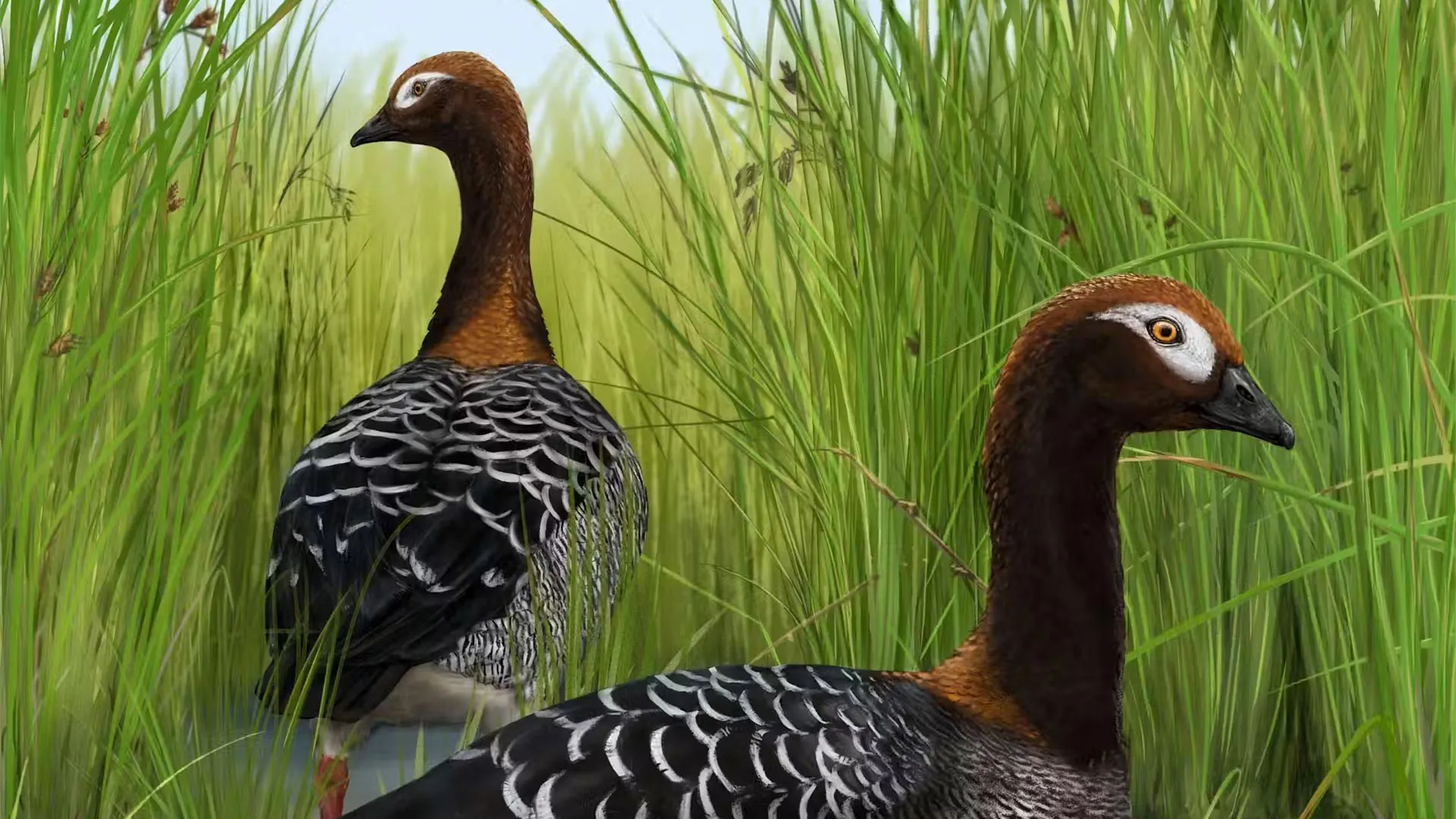 Ancient Goose Rewrites Bird History