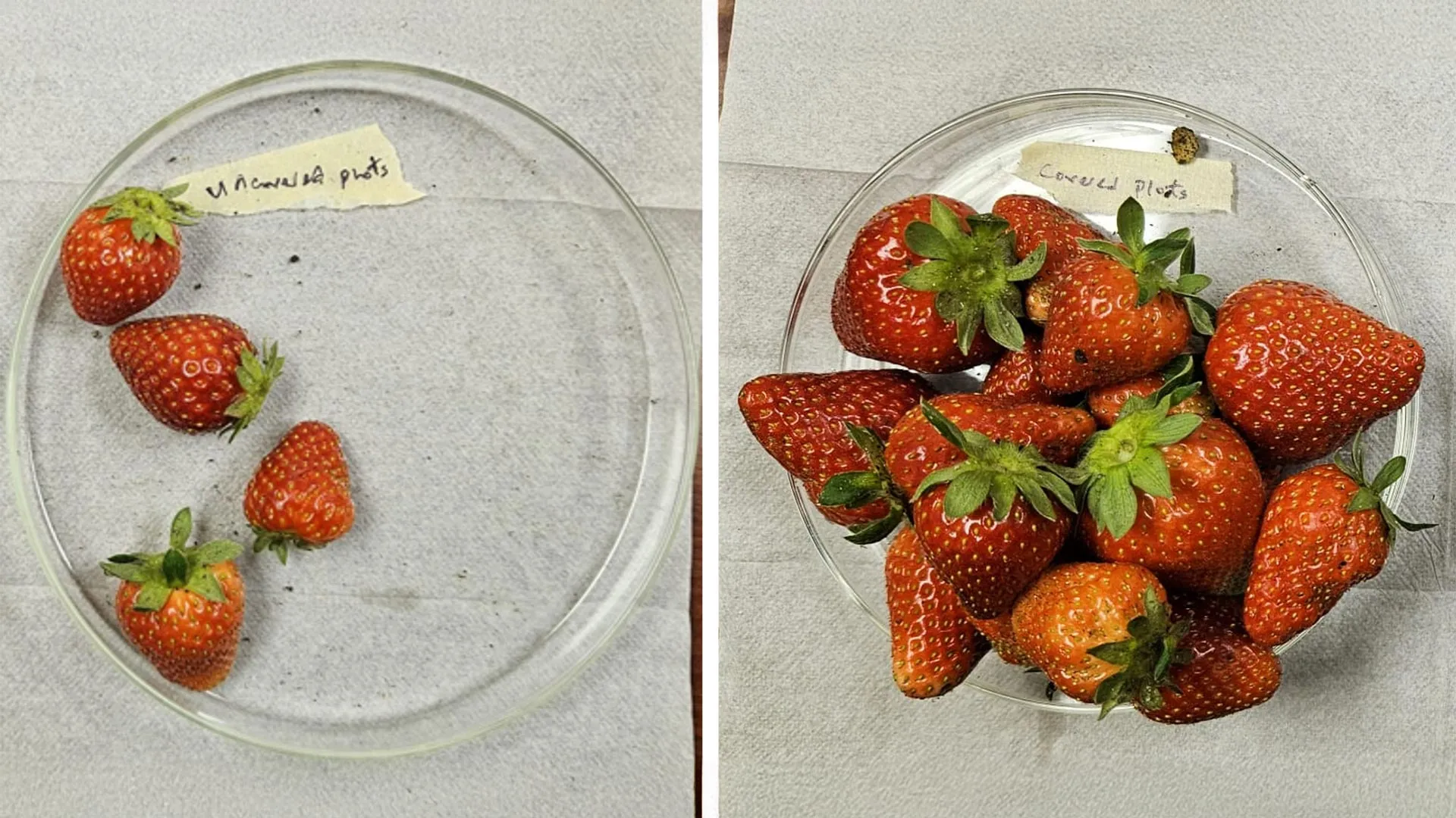 “Plant Armor” Triples Strawberry Yields