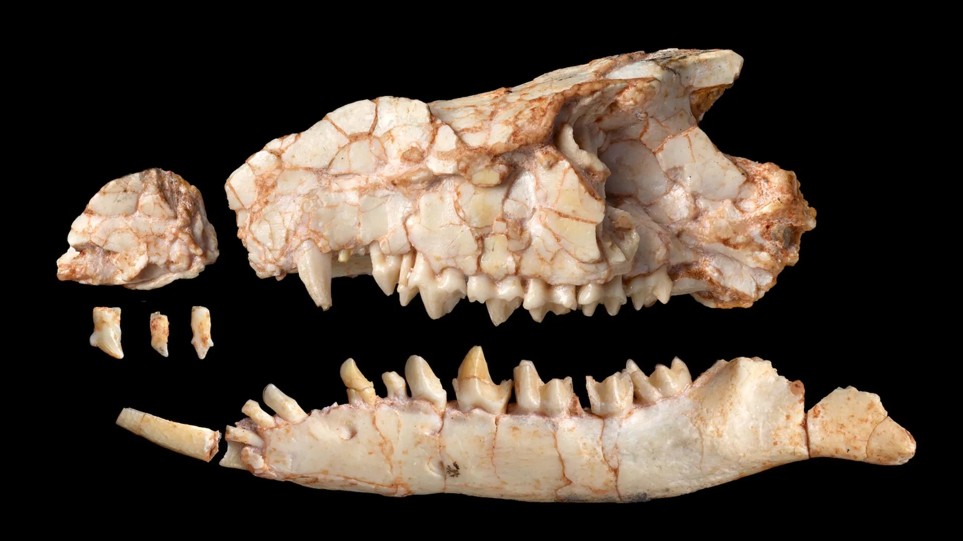 Fossil Teeth Misled Scientists for Decades