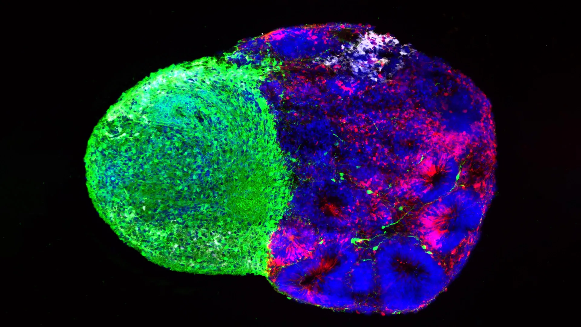 Hidden Instructions Build the Human Brain