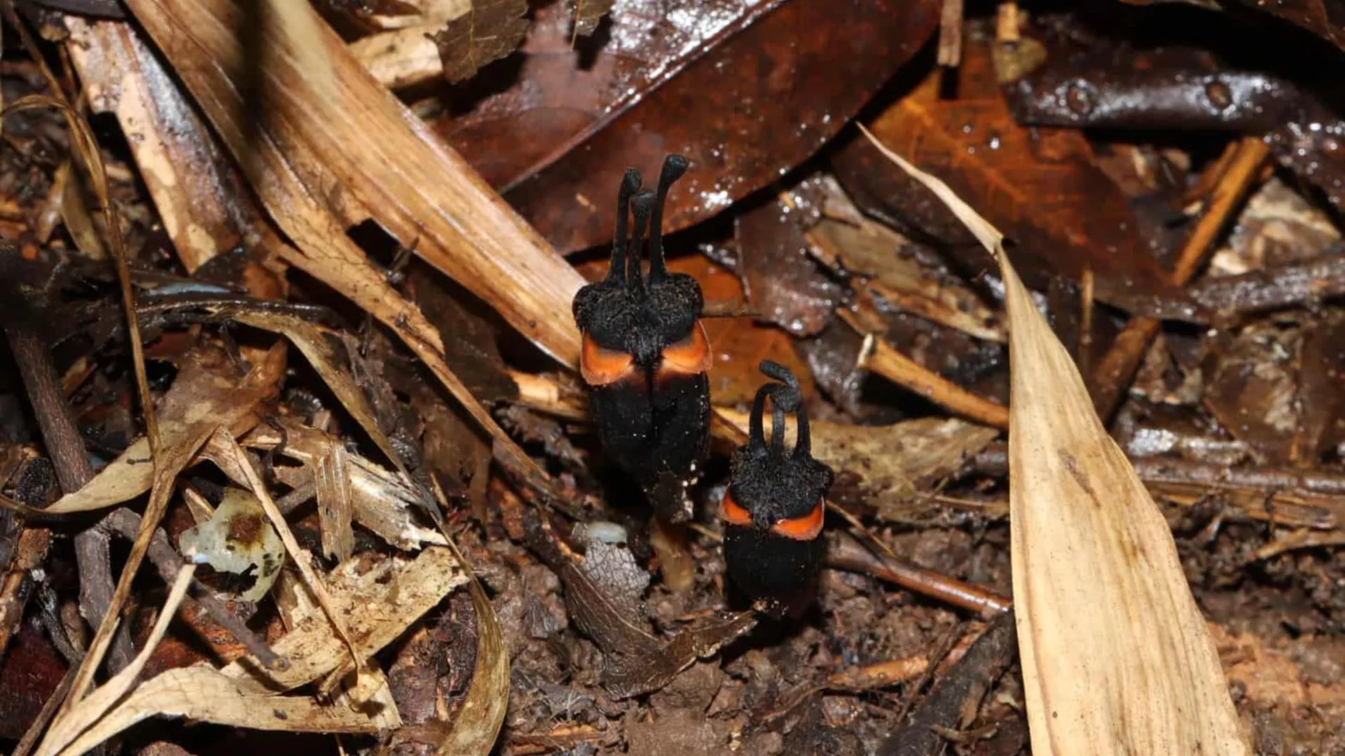 Bizarre “Devil Flower” Found in Thailand