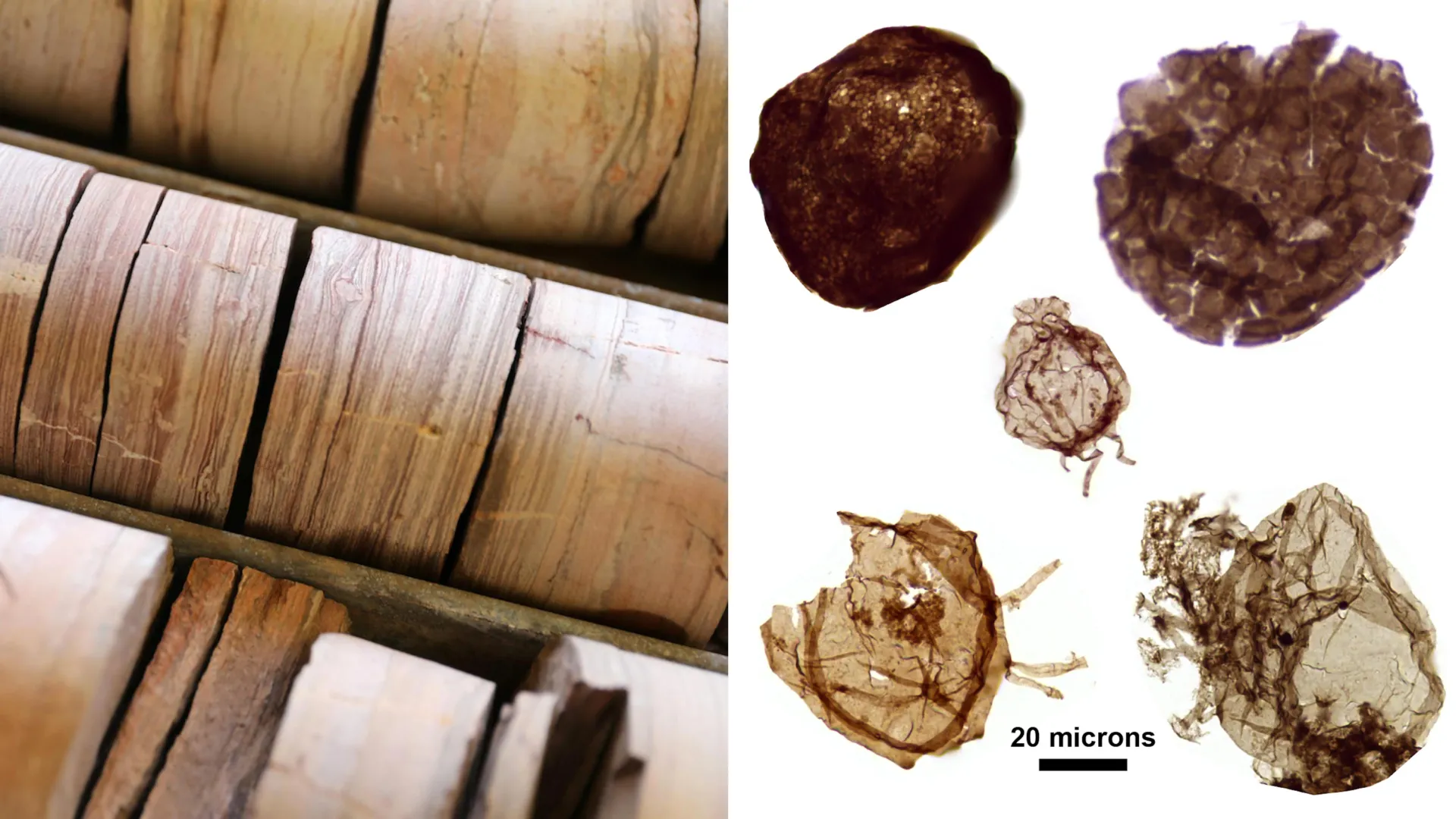 Tiny Fossils Reveal Complex Life’s Origins
