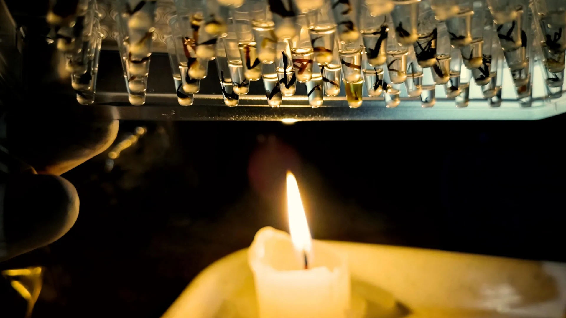 Amazon Insects Face Dangerous Heat Stress