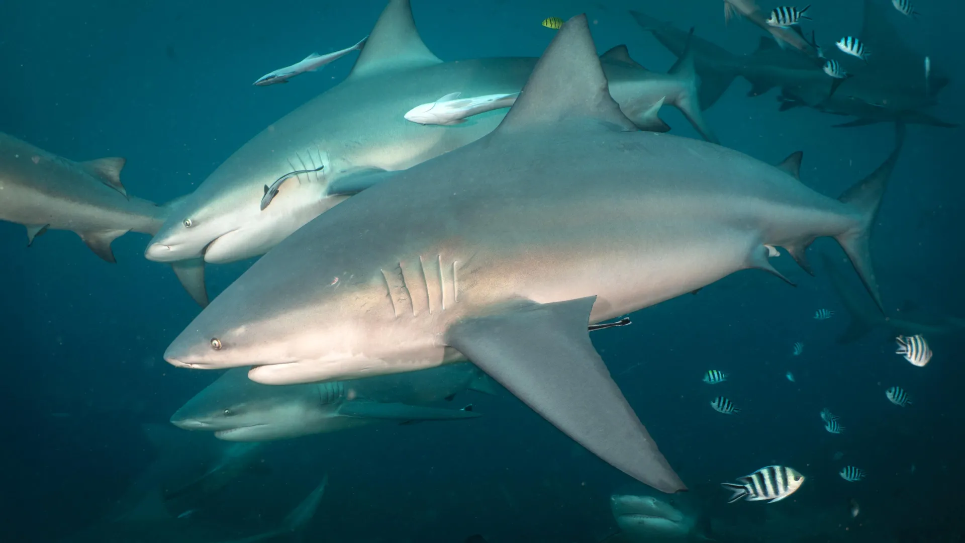Bull Sharks Have Friends