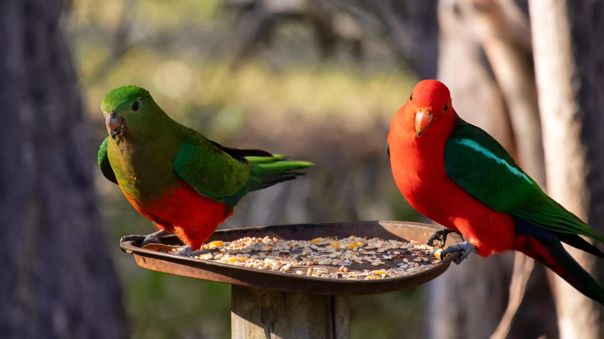 Your Bird Feeder Could Spread Bird Flu