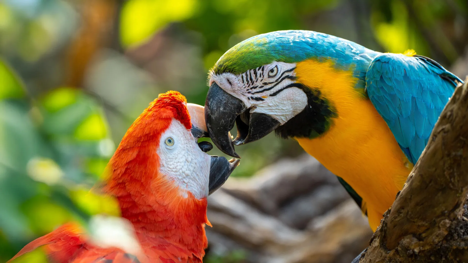 Parrots May Actually Use Names