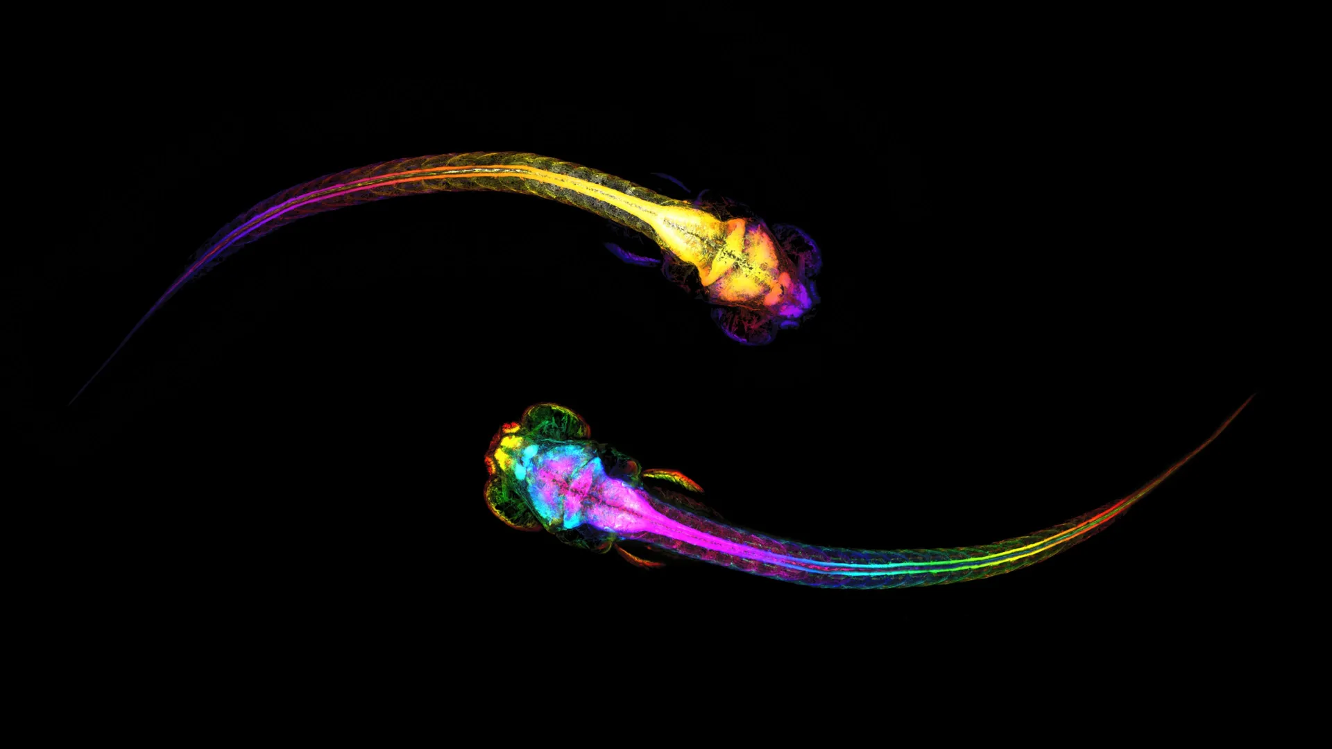 Brain Signals Predict Social Behavior