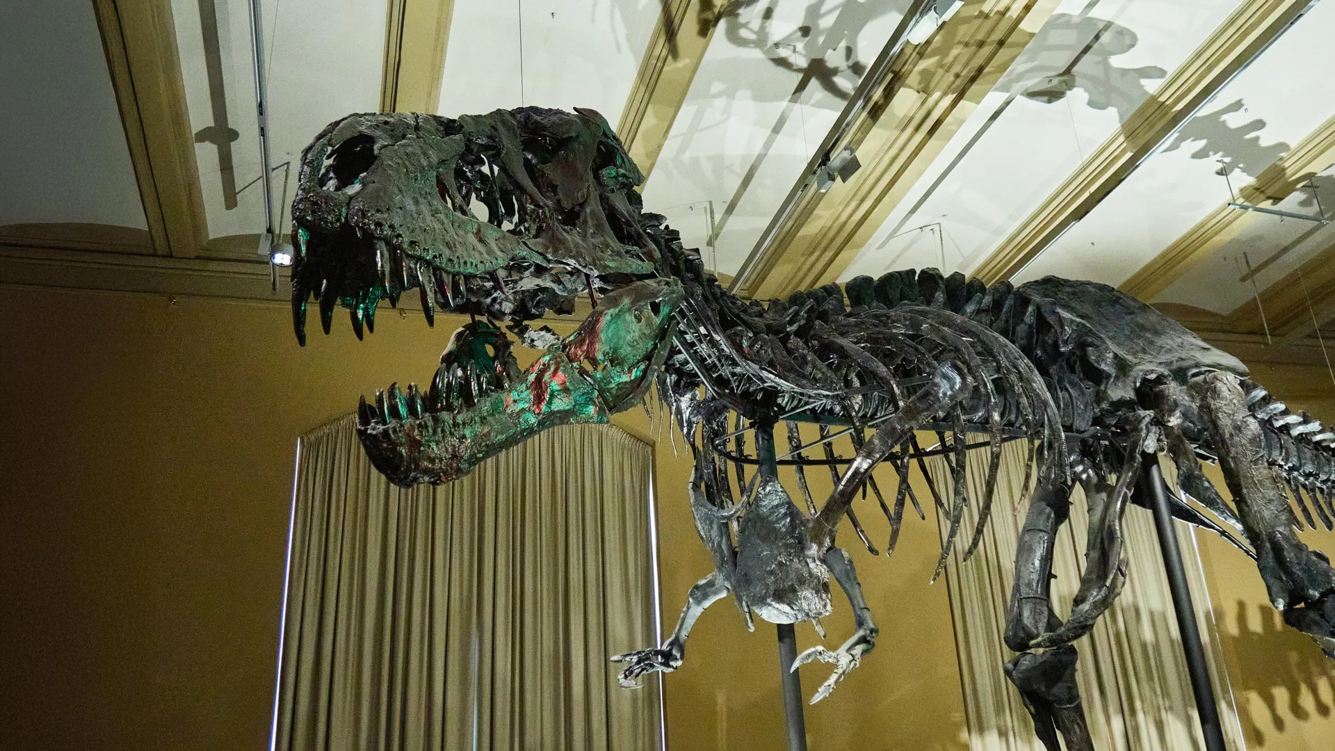 Blood Vessels Found in T. Rex Bones