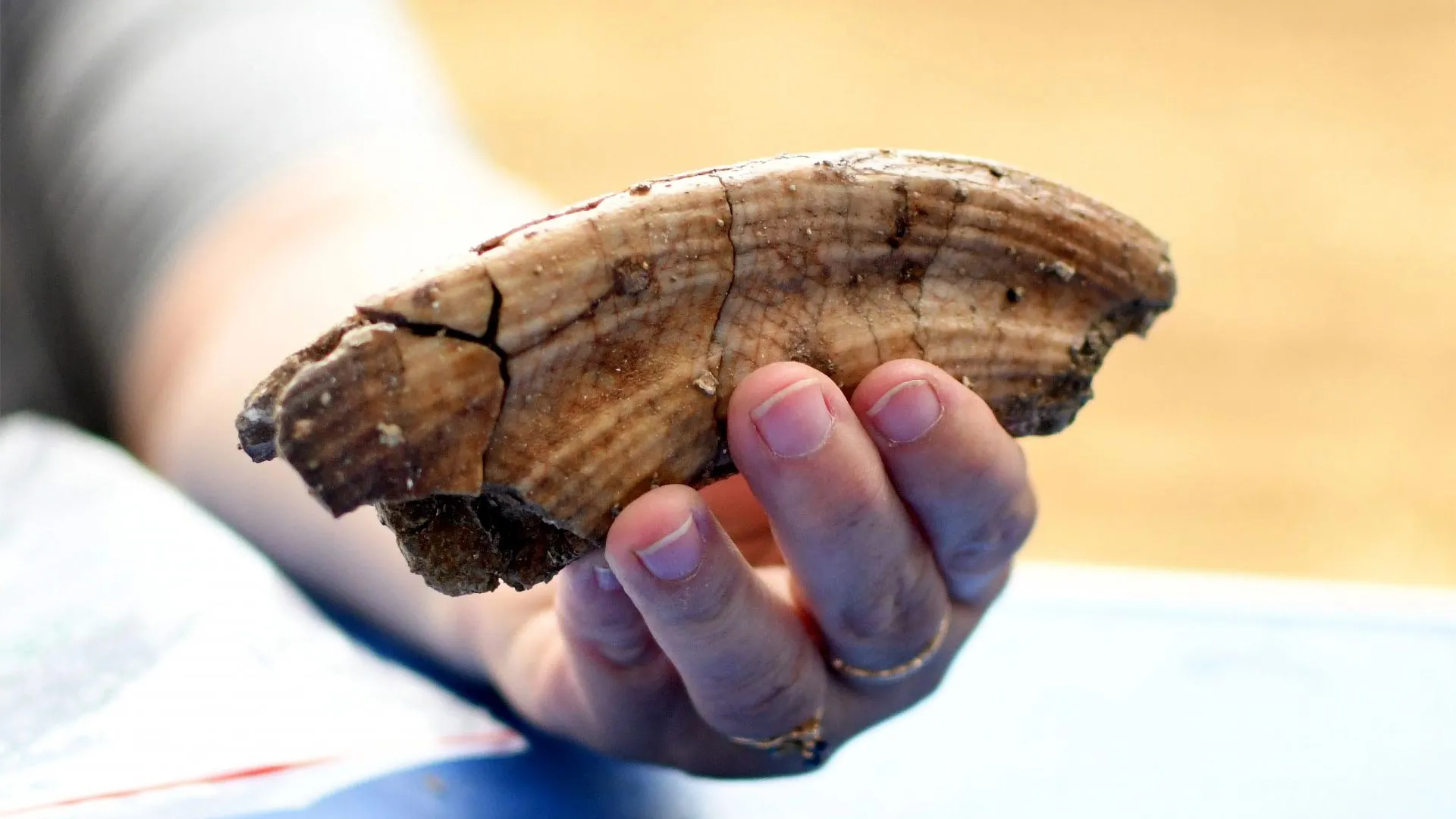 Ancient Discovery Rewrites Human History