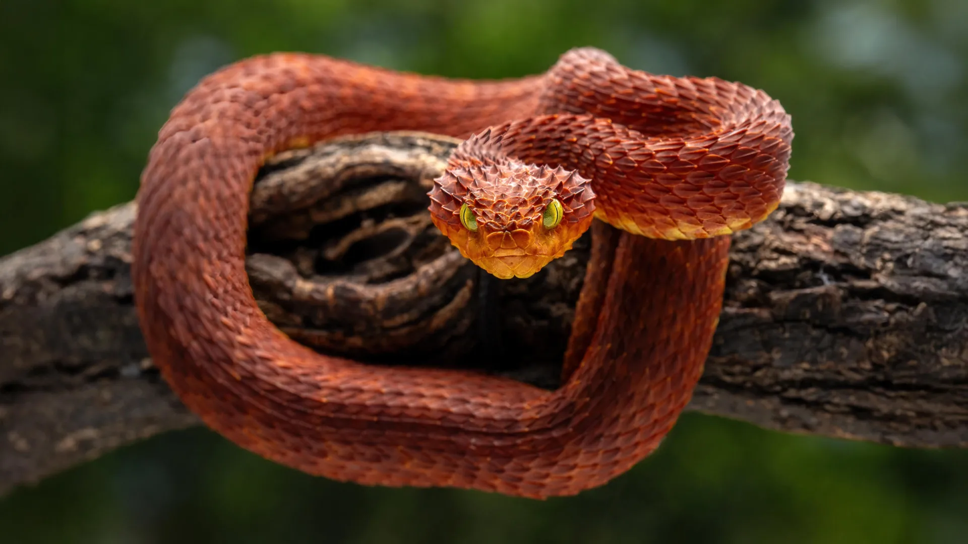 Rattlesnake Blood May Hold Better Antivenom