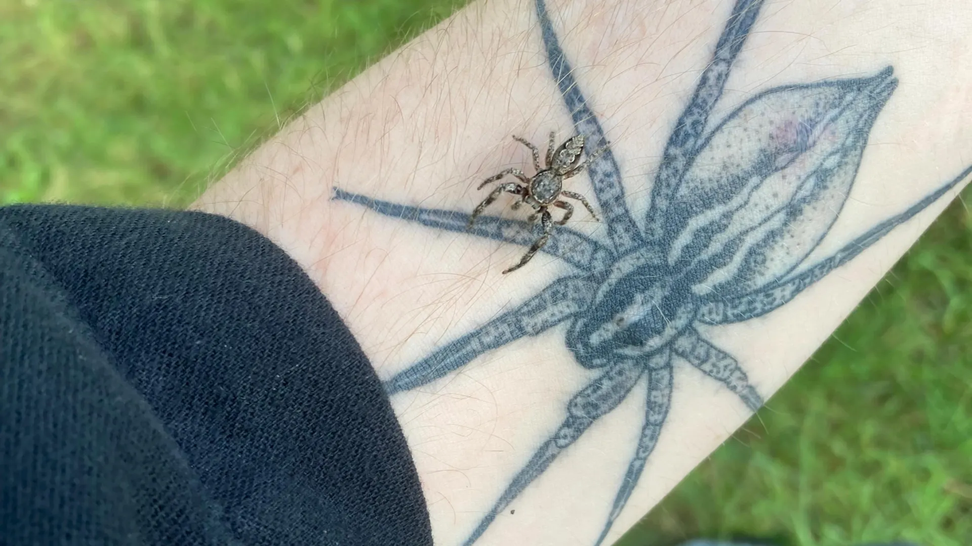 Why Losing Spiders Would Be a Nightmare