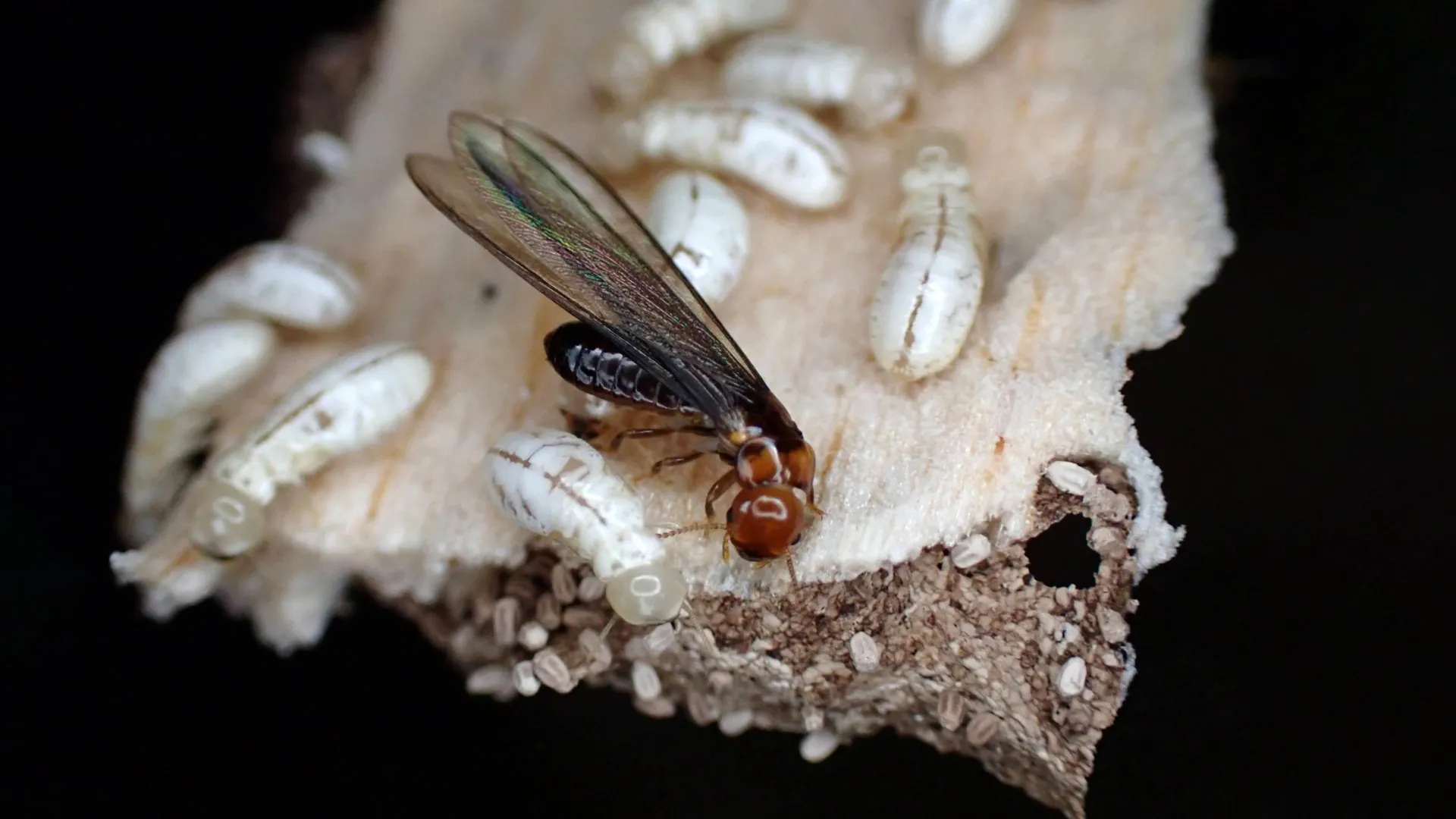 Safer Chemical Wipes Out Termites