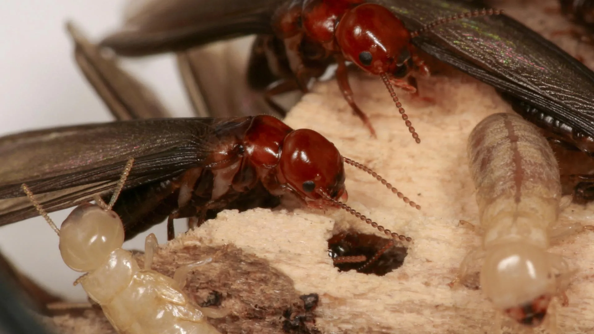 New Trick Lures Termites to Their Death