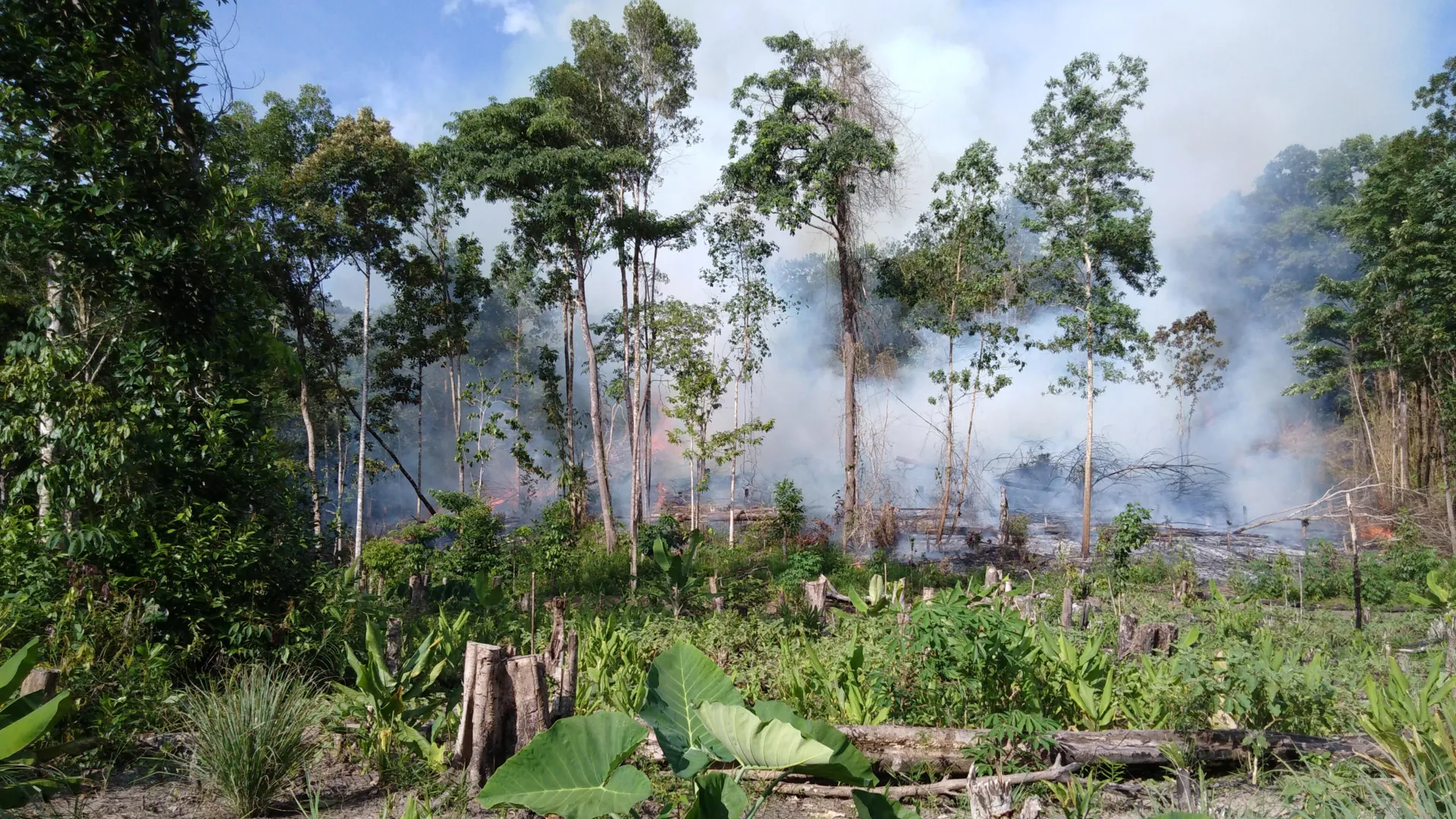 Tropical Peatland Wildfires Hit 2000-Year High