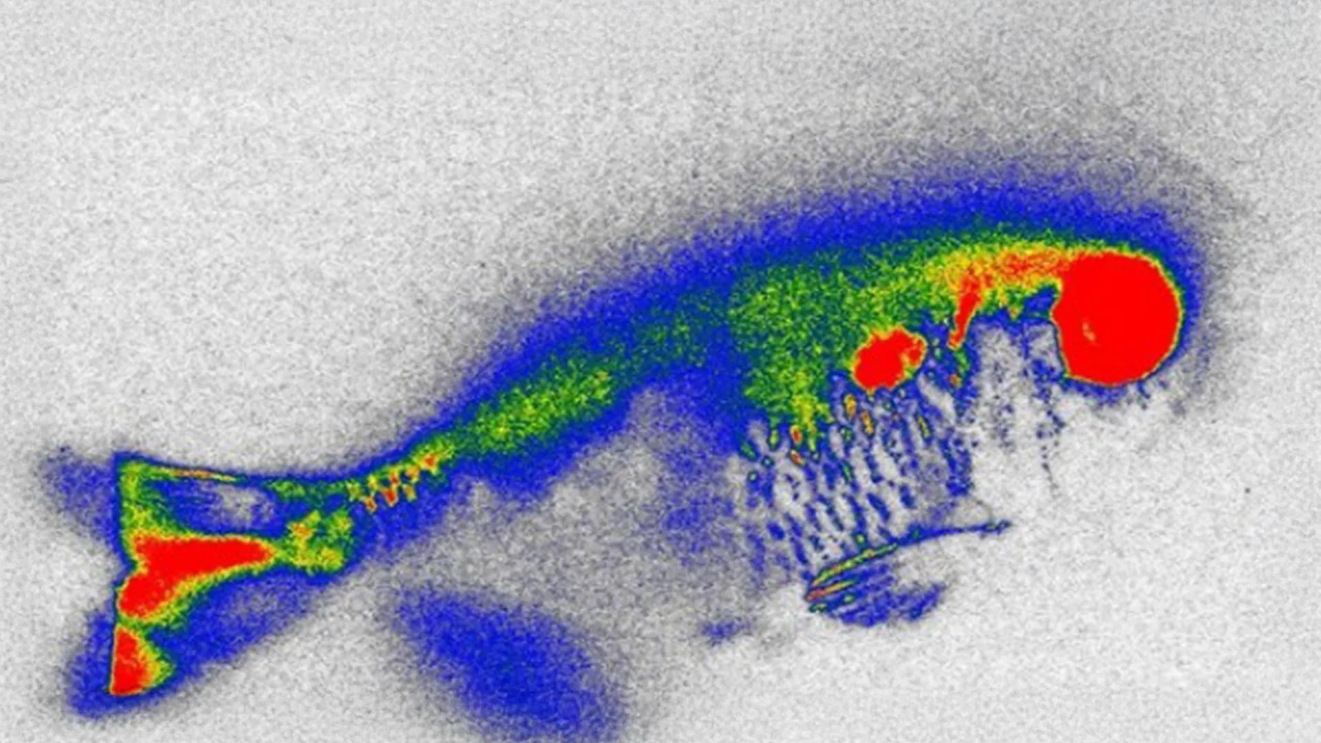 Hidden Antibiotics in River Fish