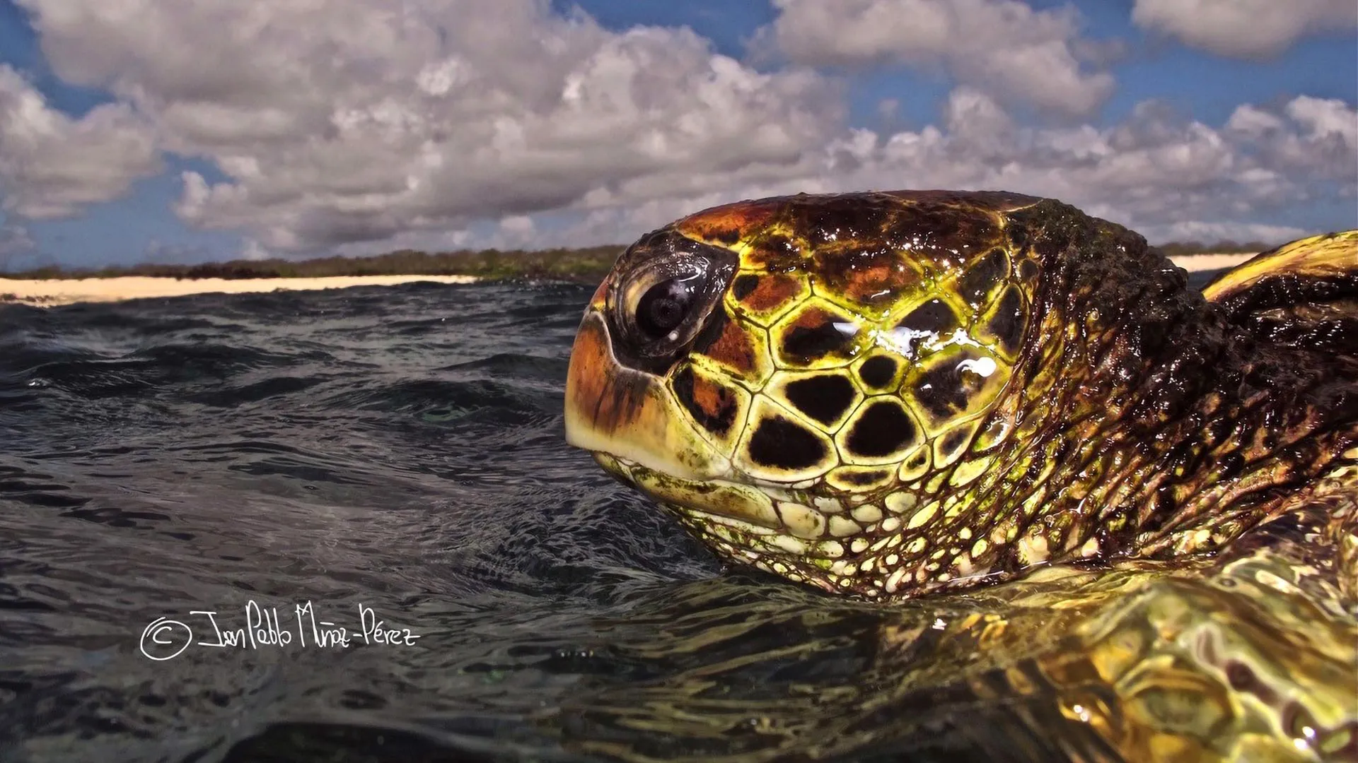 Galápagos Sea Turtles Stay Close to Home